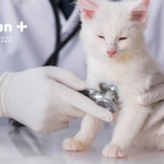 Consulta veterinária de rotina | Saiba a frequência ideal para manter seu pet protegido